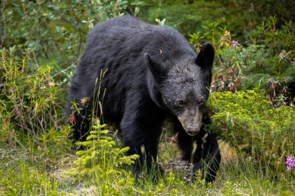 Black bear