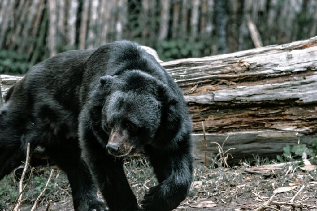Black bear