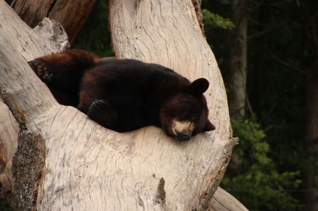 Black bear