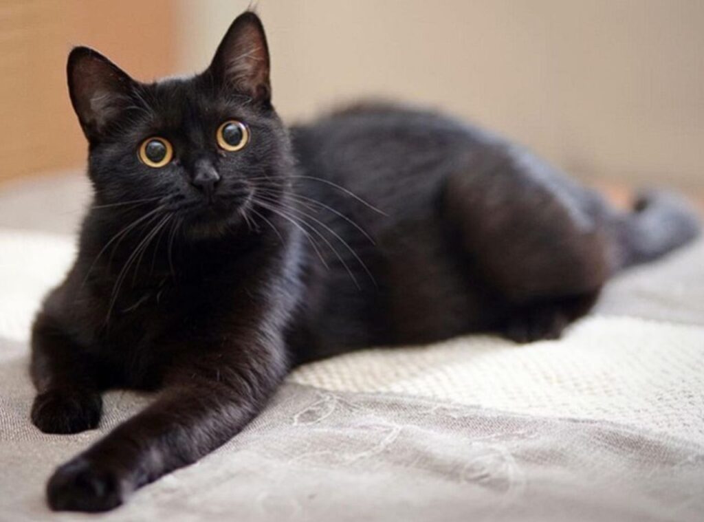 Blackie the cat