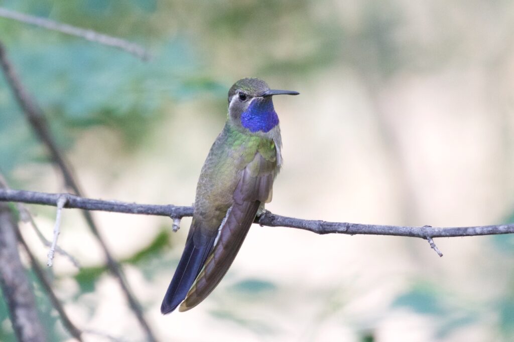 Blue-throated_Hummingbird_South_Fork_Cave_Creek_AZ_2015-07-01at11-18-138_(33930794408)-2