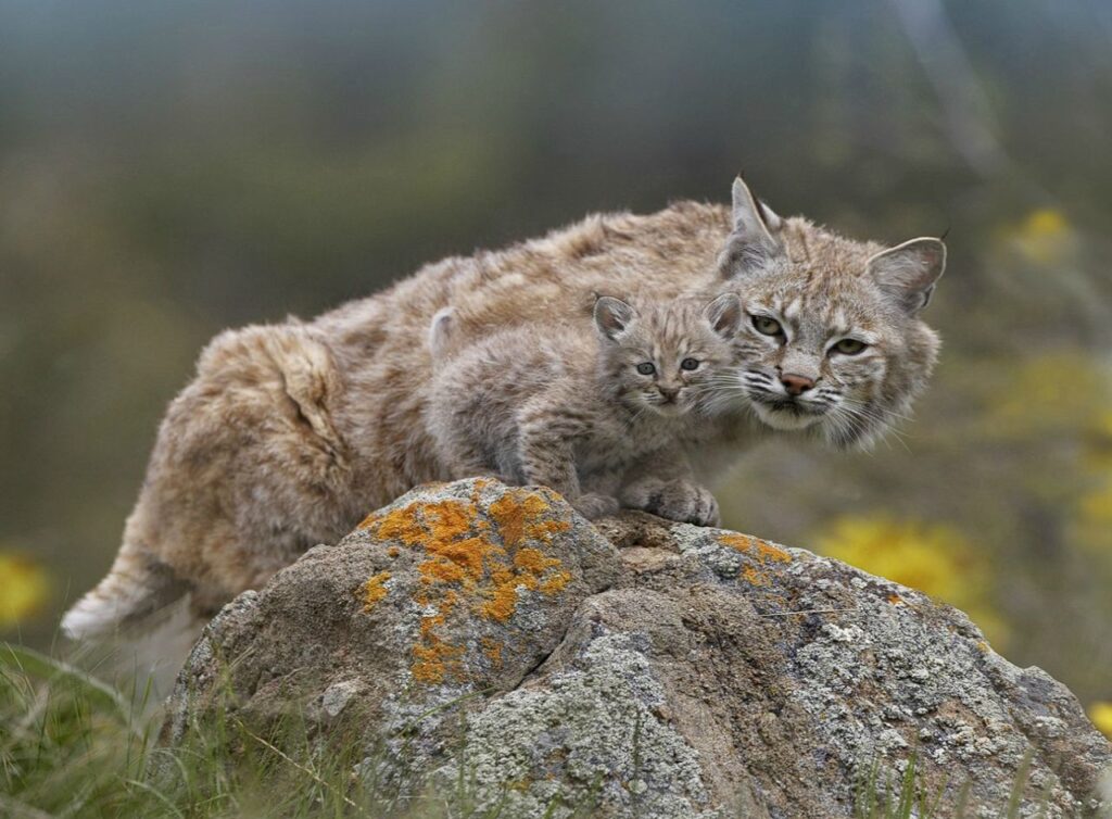 Bobcat and its kitten