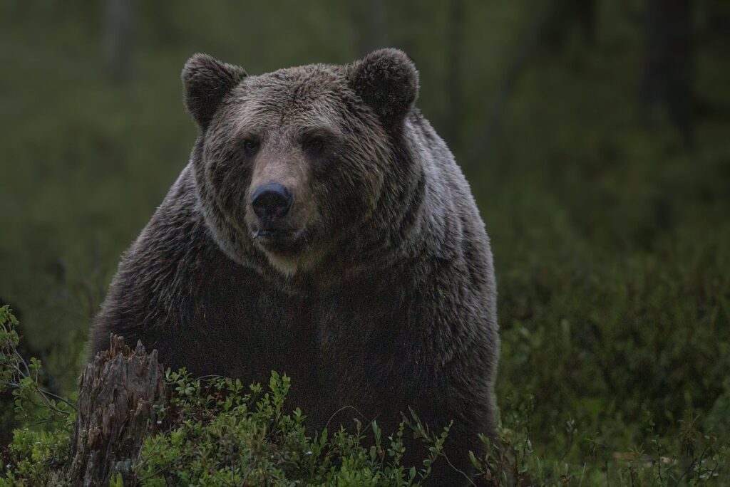 A Black Bear in a brown hue