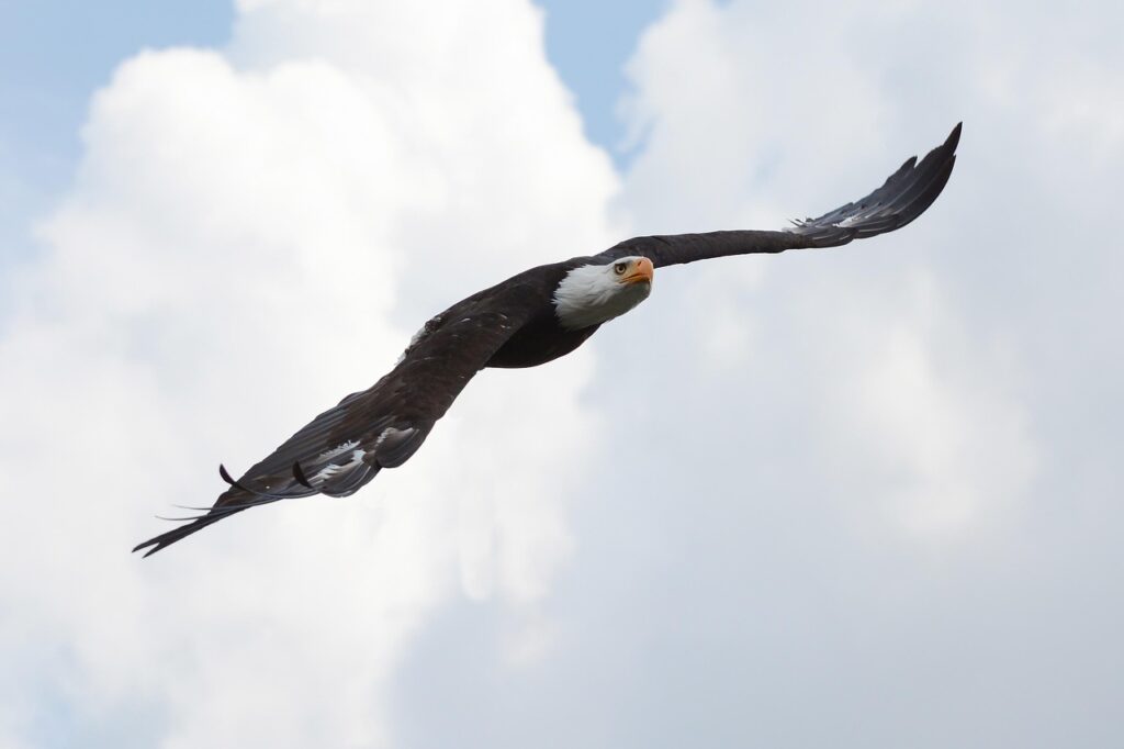 Bald eagle flying