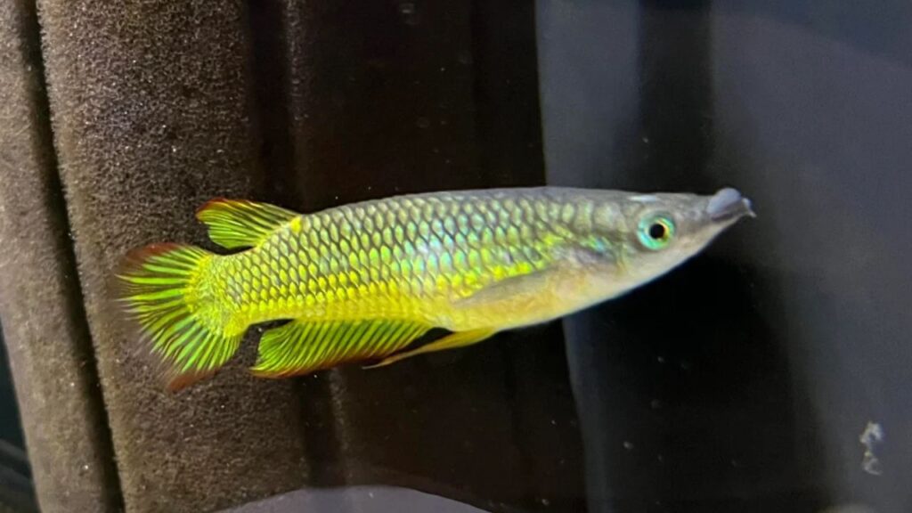 Golden Wonder Killifish