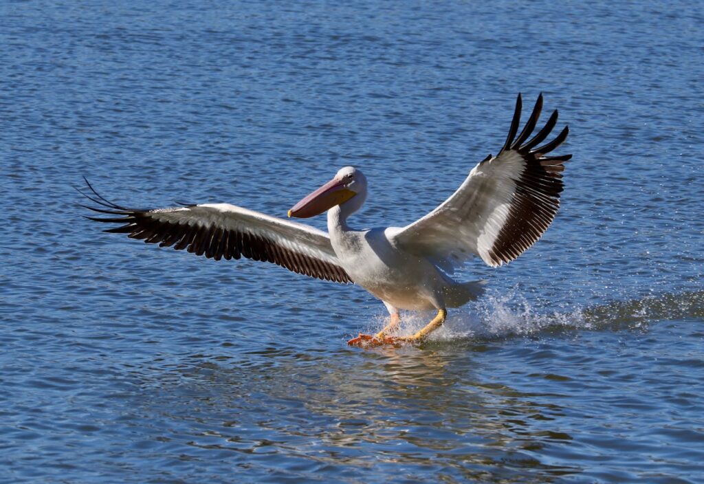 American White Pelican