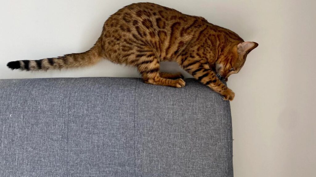 Cat Furniture Scratch