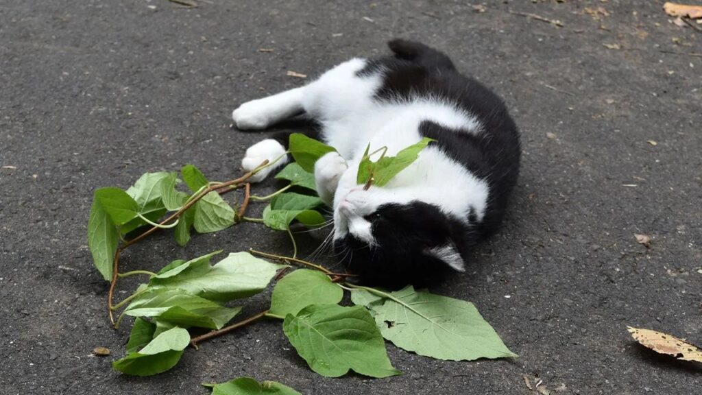 Cat Catnip or Silvervine