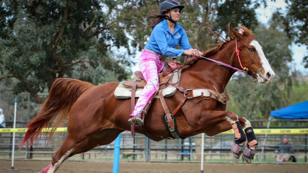 Quarter Horse