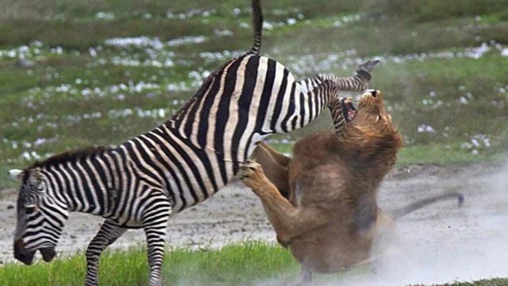 Zebra Powerful KIck