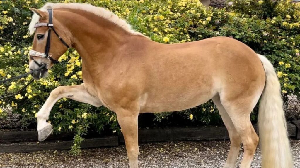 Haflinger