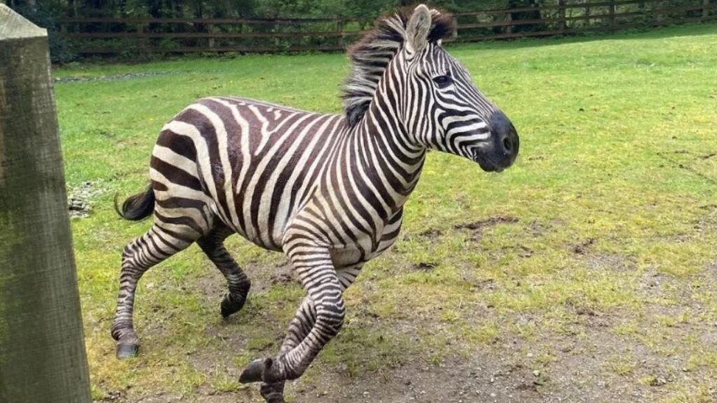 Zebra