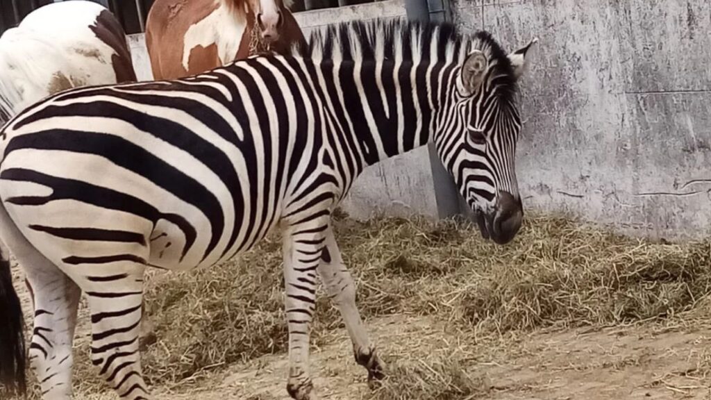Zebra Pet