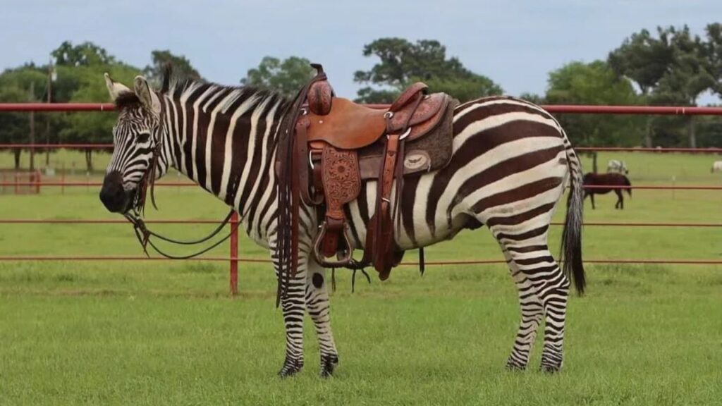 Zebra With Saddle