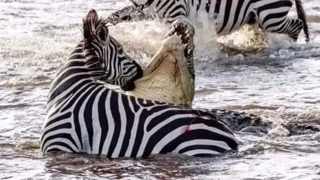 Zebra Bite