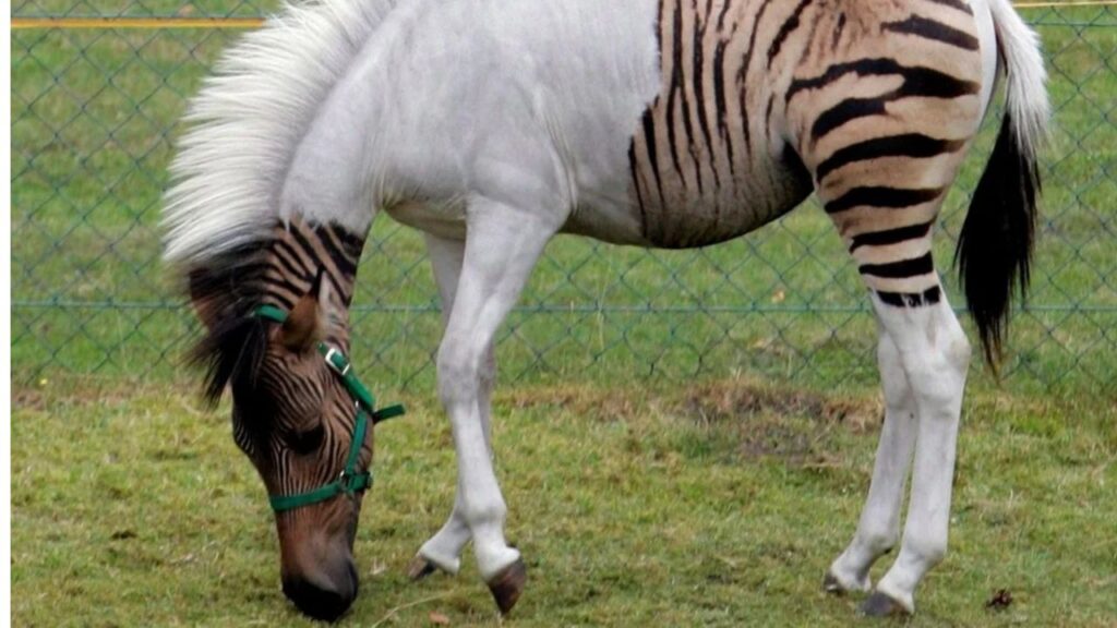 Hybrid Zebra (Zebroid)