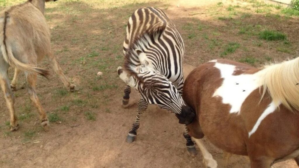 Aggressive Zebra
