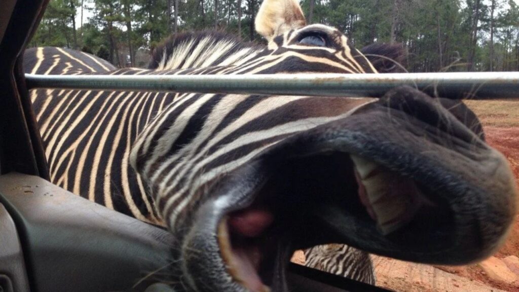 Aggressive Zebra