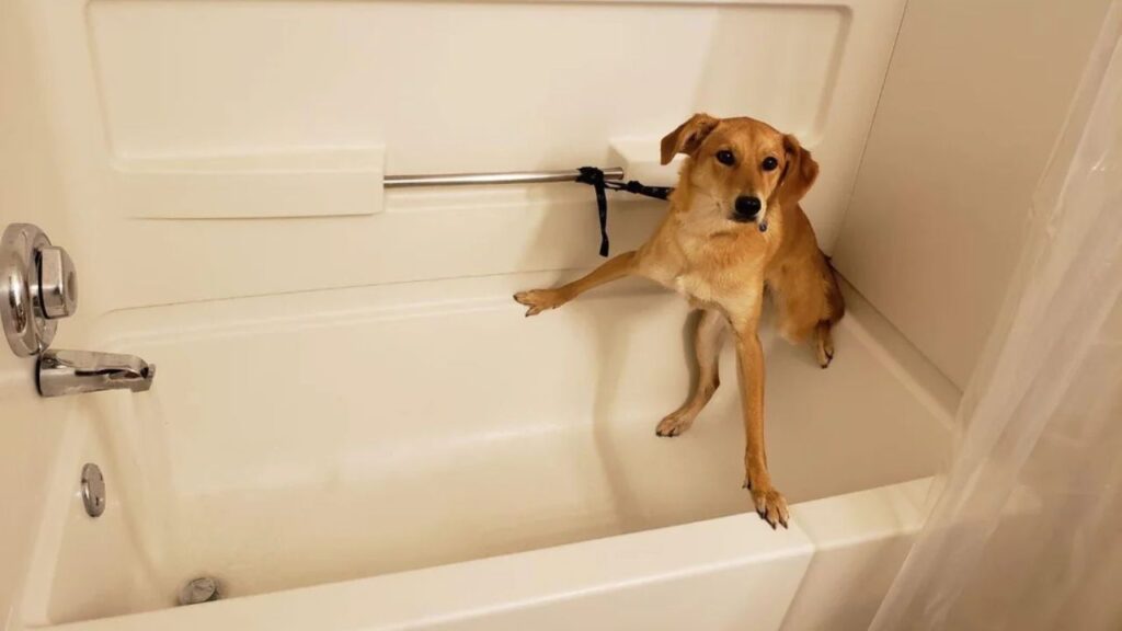 Dog Bath