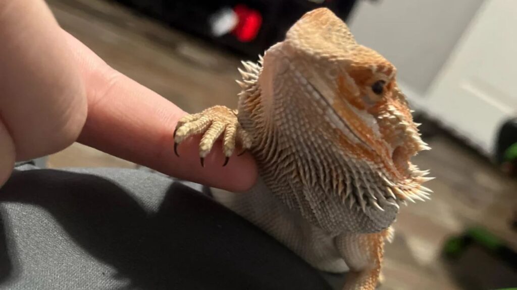 Reptile Claw nail Trim