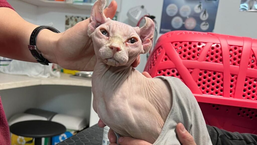 Sphynx cat At vet