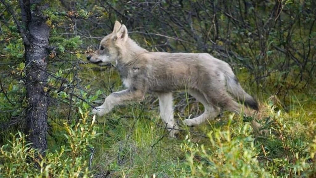 Gray Wolf Pup
