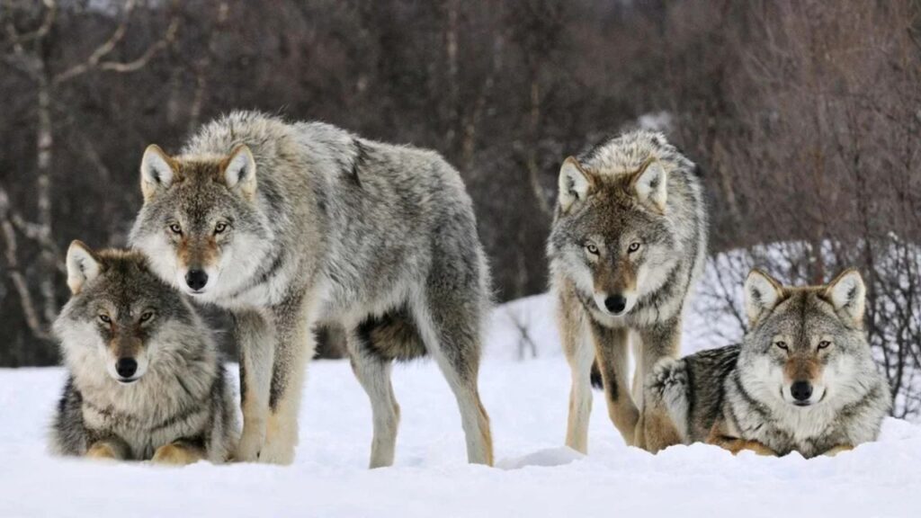 Gray Wolves