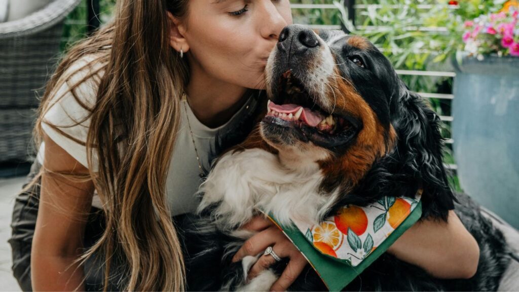 Bernese Mountain Dog with Owner