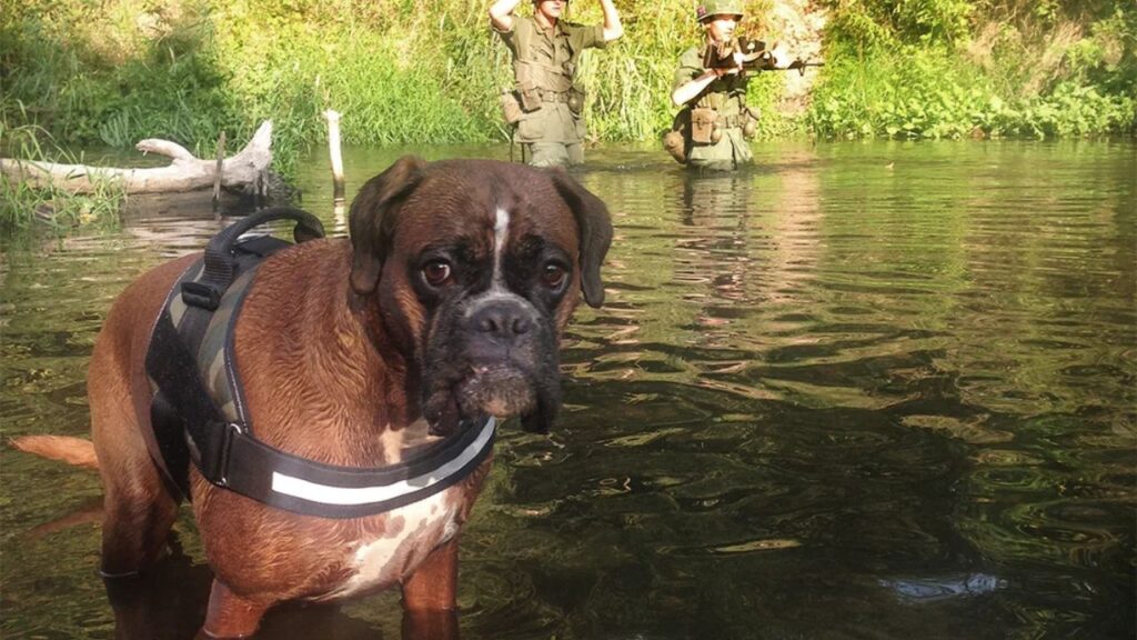 Boxer Dog Funny face