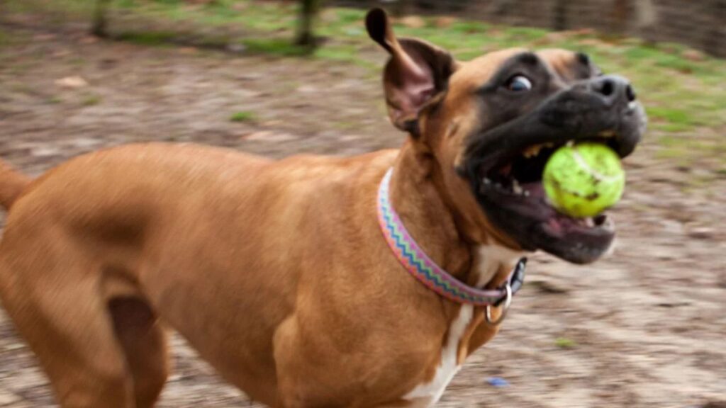 Boxer Dog Zoomie
