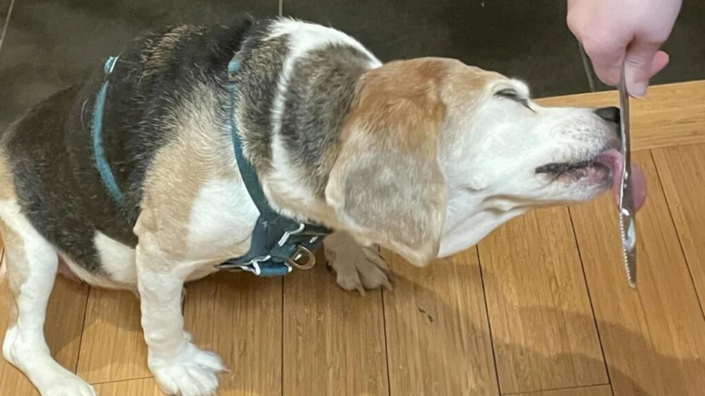 Beagle Licking
