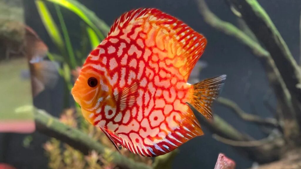 Checkerboard Discus Fish