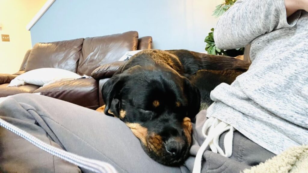 Rottweiler Cuddle