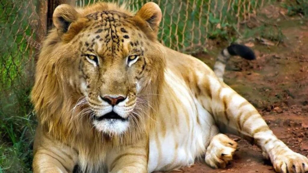 Tigon, being a cross between a male Tiger and a female Lion