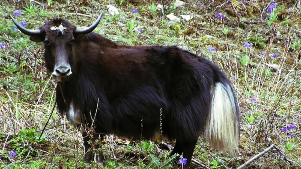 dzo is a robust hybrid between a domestic cow and a wild yak