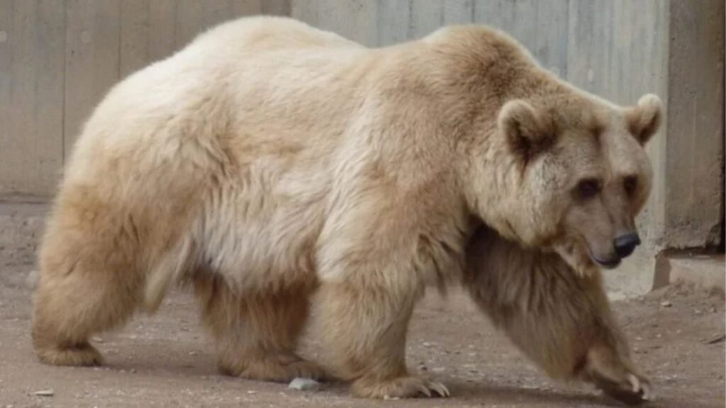 Grolar half grizzly and half polar bear hybrid