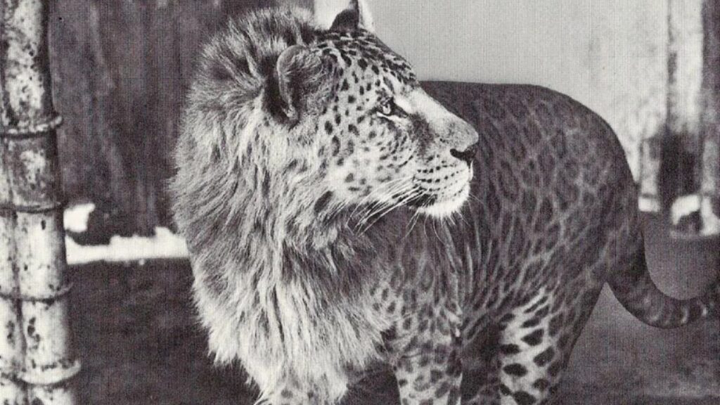 Leopons are rare hybrids from a male leopard and a female lion