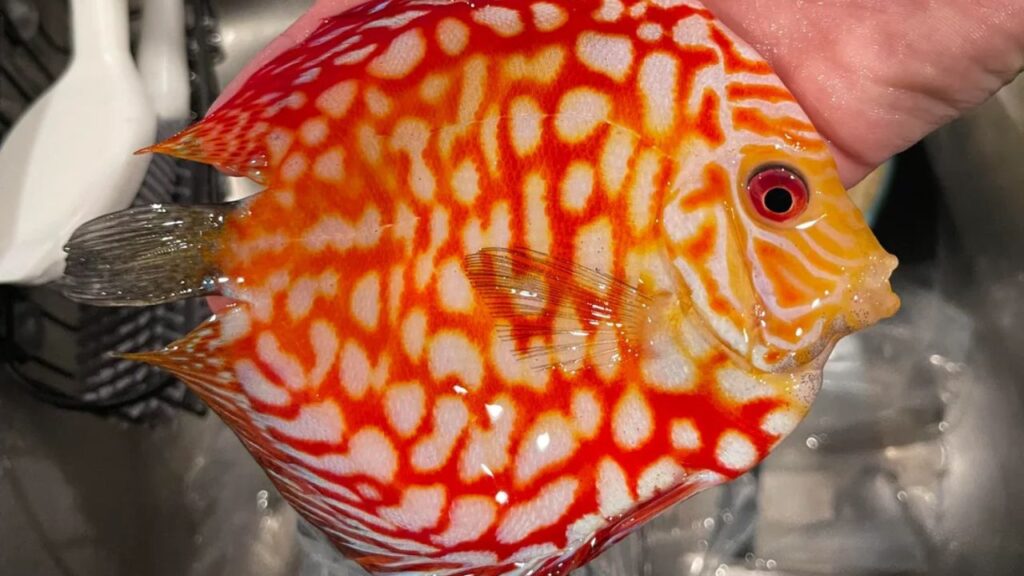 Panda Discus fish