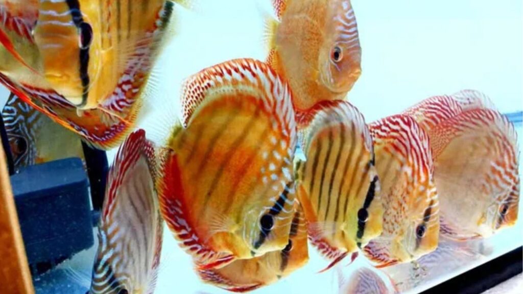 Red Spotted Green Discus