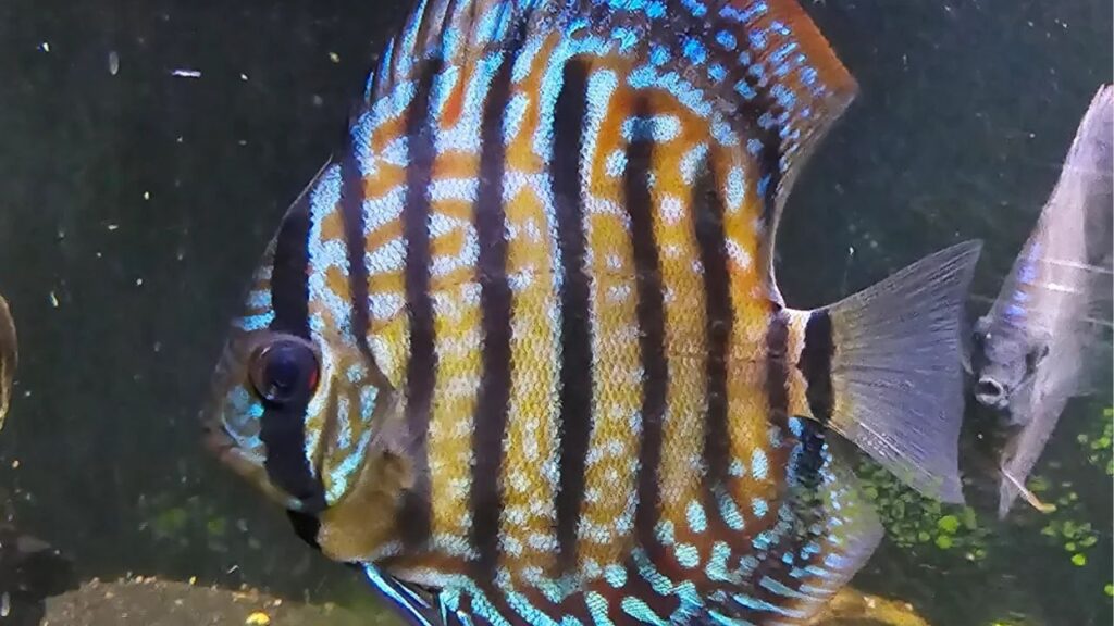 Heckel Discus