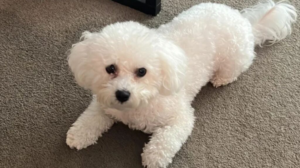 Bichon Frise