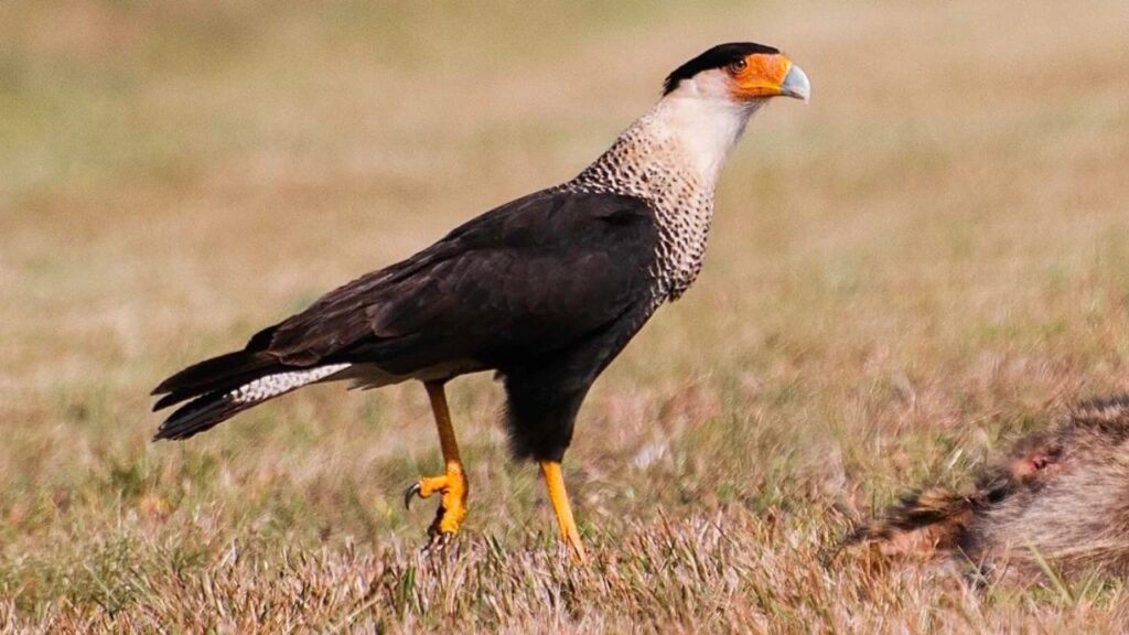 Crested Caracara