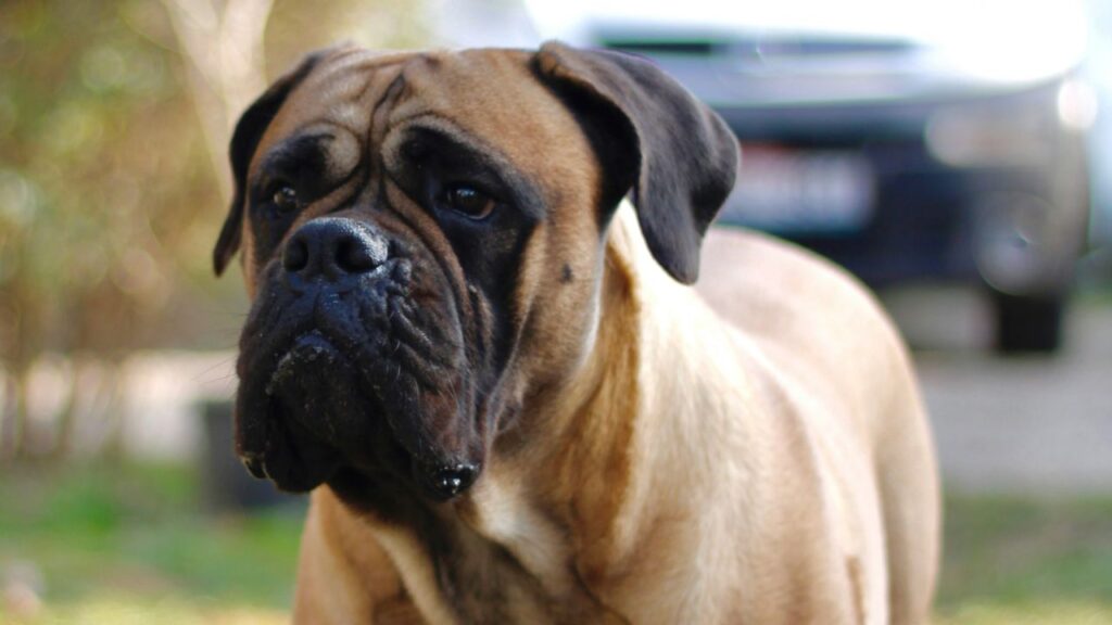 Bullmastiff