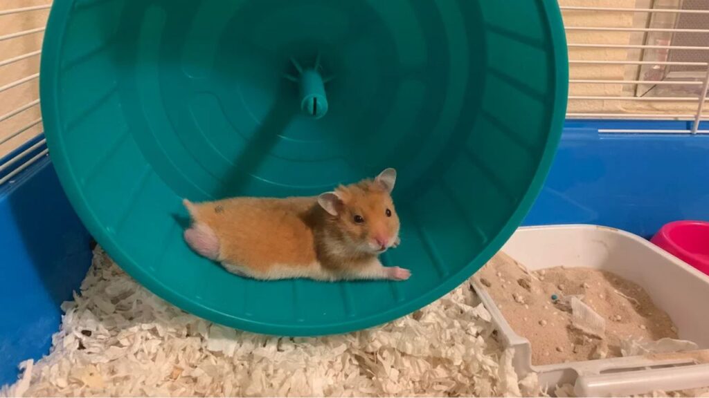 Hamster Exhausted