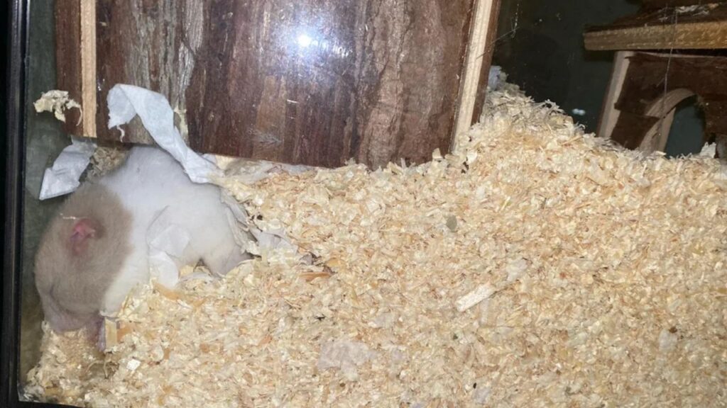 Hamster Digging