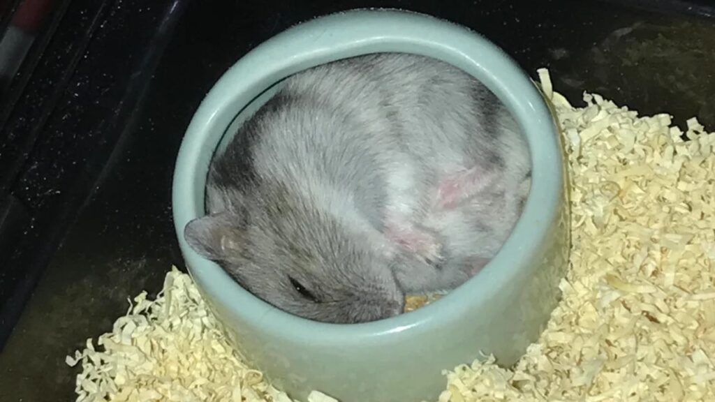 Hamster Sleeping