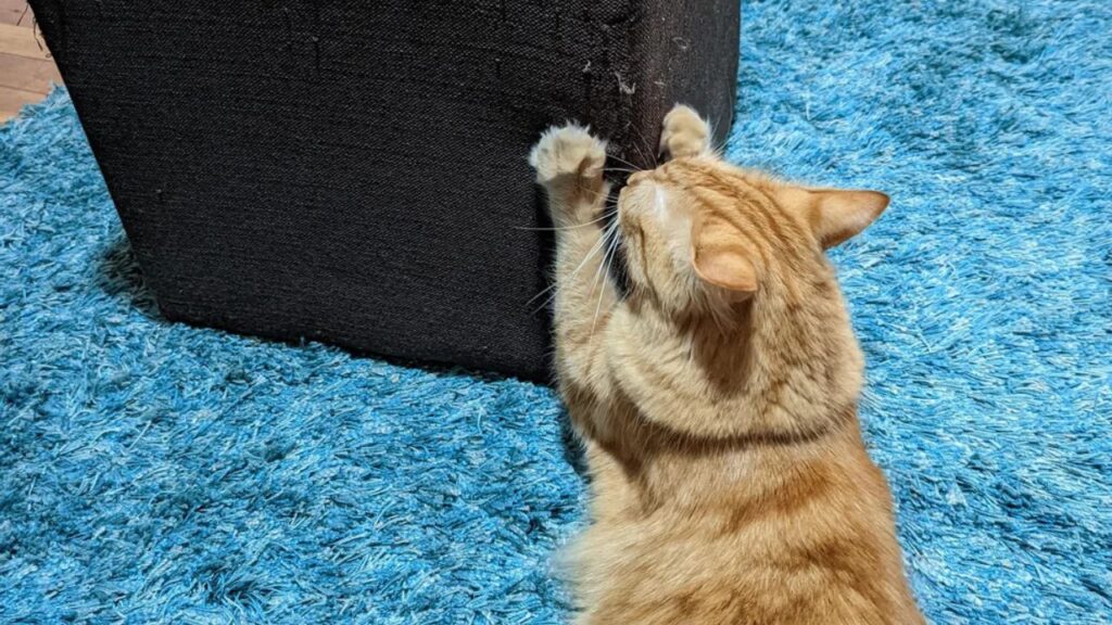 Cat Scratching Furniture