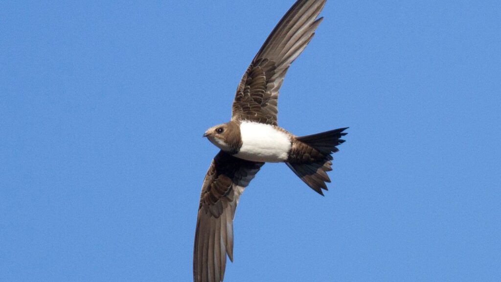 Alpine swift