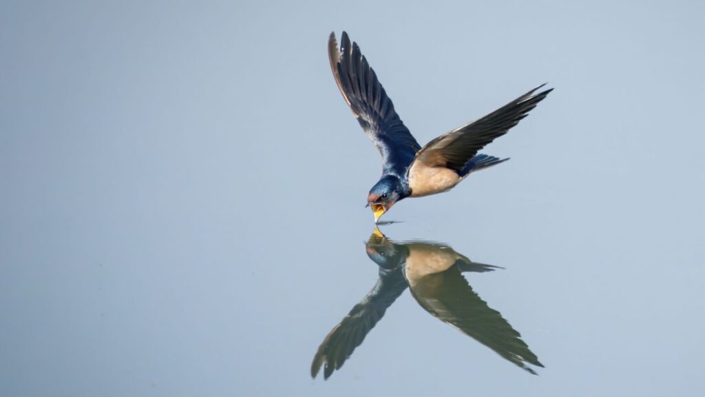 Barn Swallow