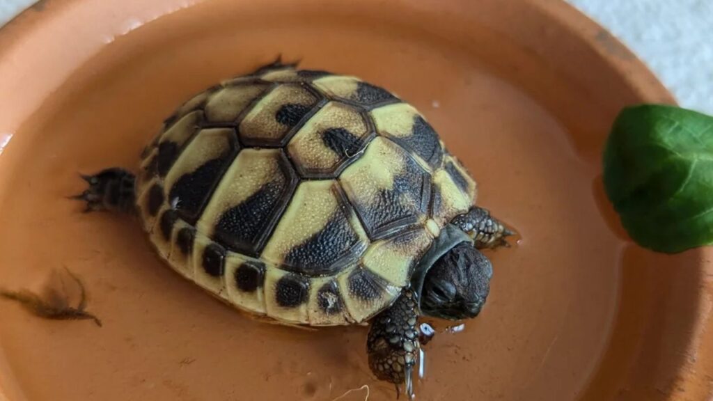 Sick Tortoise Low Activity